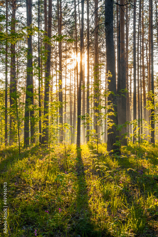 sunset in the forest