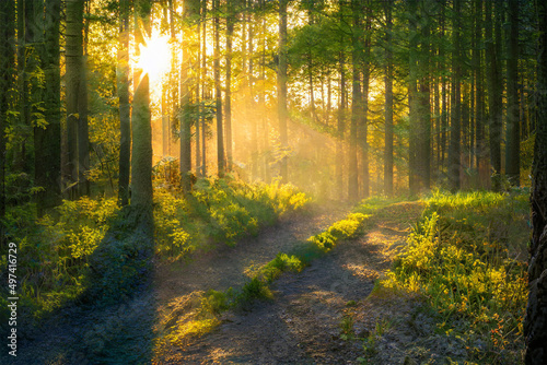 Magical sunset in the forest.