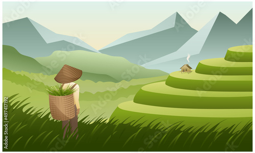 vector illustration landscape rice field and farmer with a basket at the harvest of cereals. beautiful green landscape of asia, fields, rice harvest