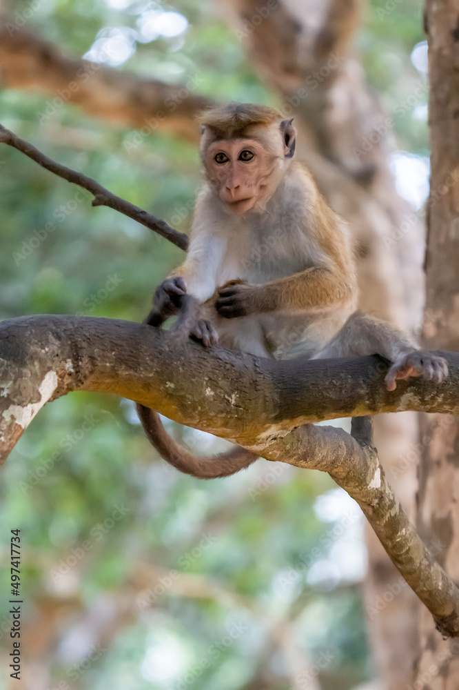 Toque macaque monkey climbs onto a slender tree trunk in the shade of the tropical rain forest, cheek pouch full of collected food. Toque macaque monkey climbs onto a slender tree trunk in the shade of the tropical rain forest, cheek pouch full of collected food.