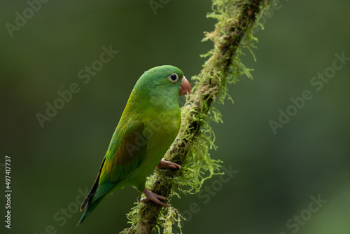 The orange-chinned parakeet (Brotogeris jugularis), also known as the Tovi parakeet, is a small mainly green parrot of the genus Brotogeris. It is found in Central America.