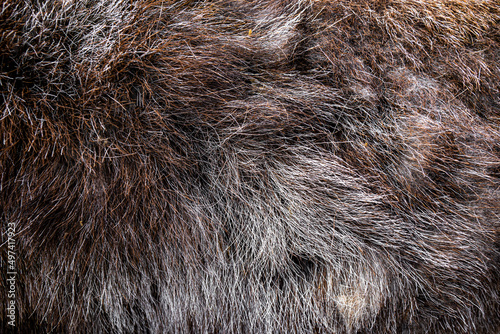 Wallpaper Mural Dark sheep wool, fur texture, dark soft material background, abstract natural surface pattern. Torontodigital.ca