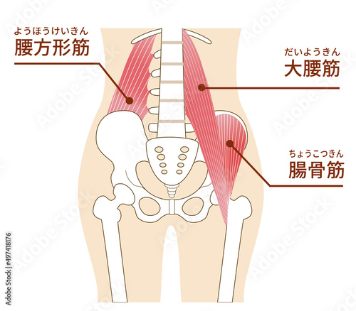 大腰筋と腸骨筋、腰方形筋のイラスト腹部の筋肉 photo