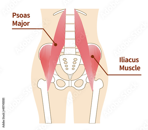Illustration of psoas major and iliopsoas muscles of the abdomen photo