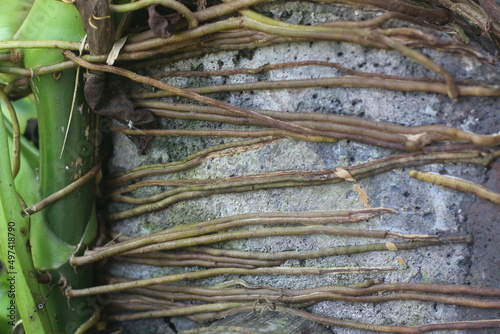 Closeup view of syngonium macrophyllum roots on the wall, or well-known as arrowhead vine, a rampant creeping or climbing plant native to Central America photo