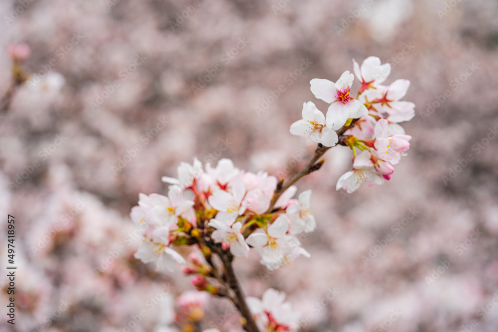 桜、満開、春、目黒川