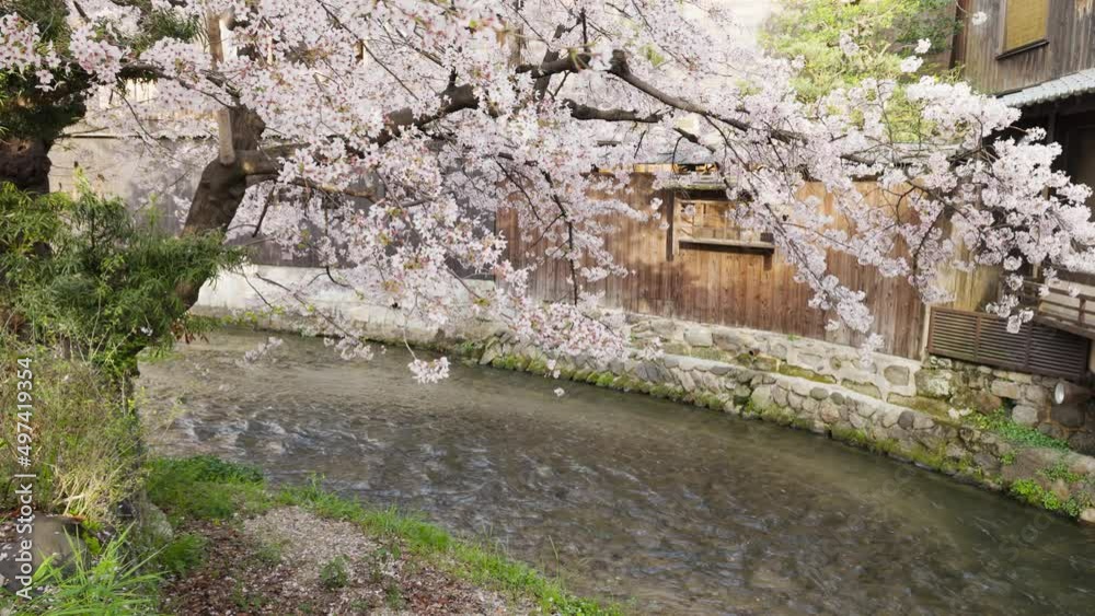 満開の桜の花 : 京都 哲学の道 満開の桜の花 : 京都 哲学の道
