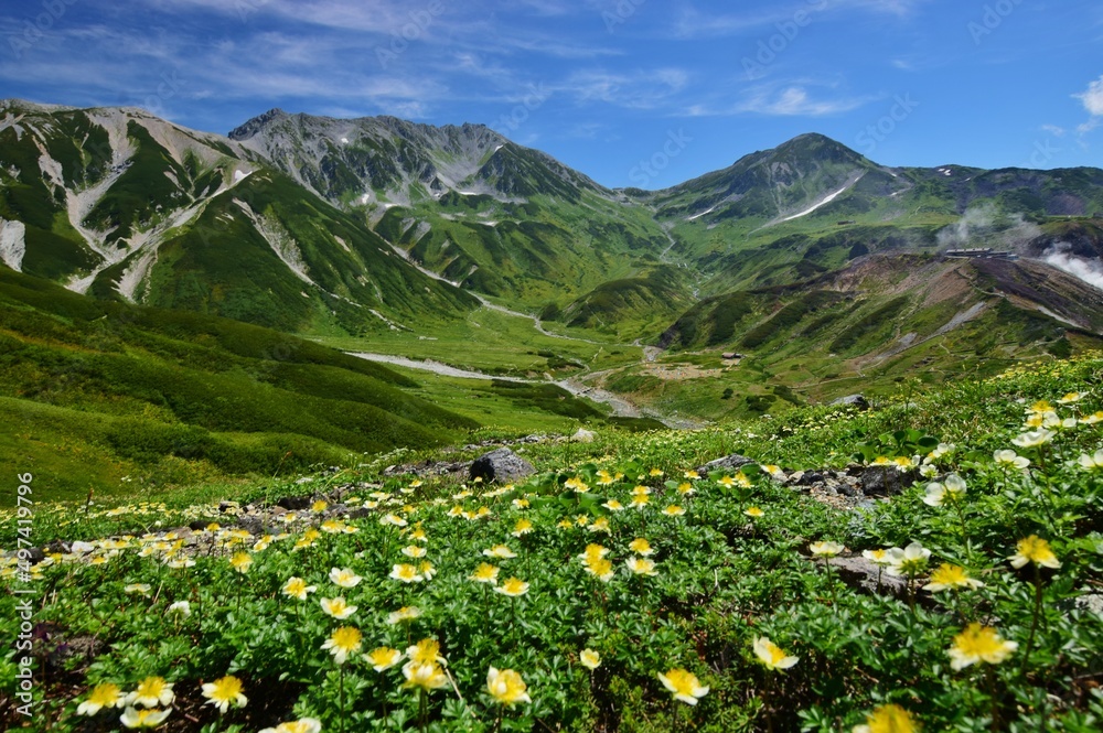 Fototapeta premium 北アルプス 立山連峰 夏景色