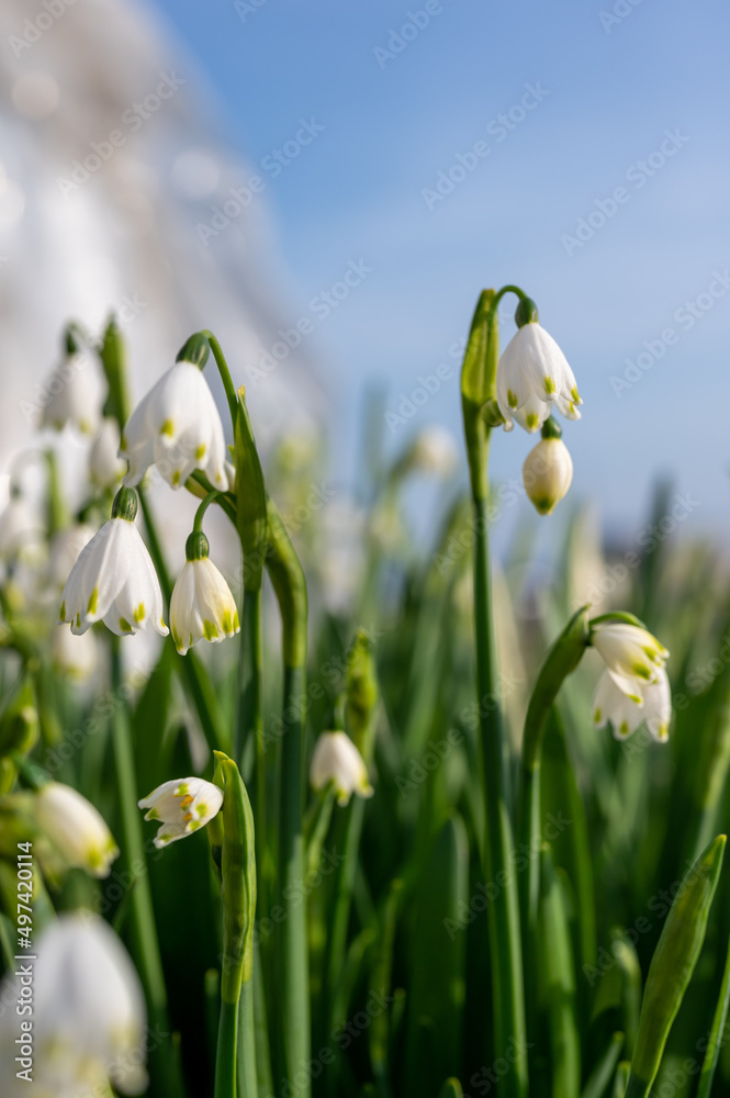 Obraz premium スズラン