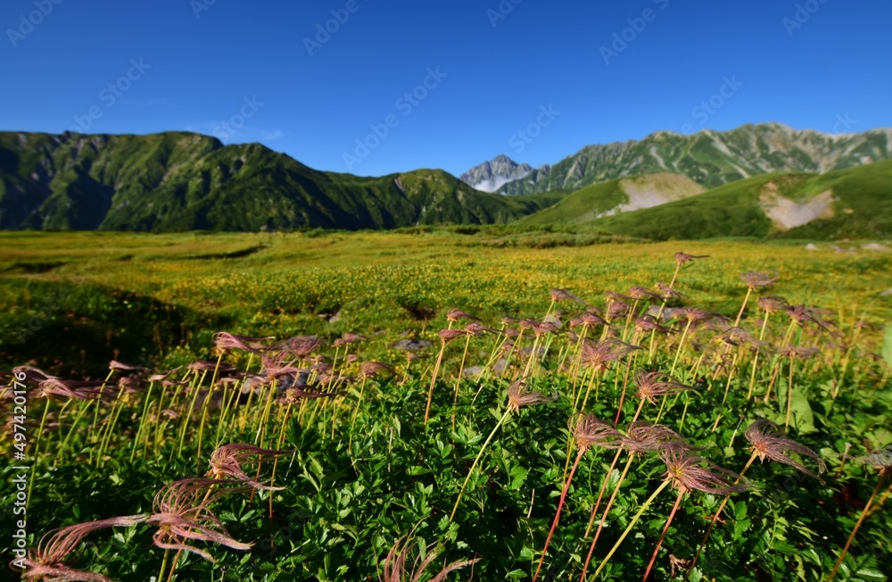 北アルプス 立山連峰　夏景色