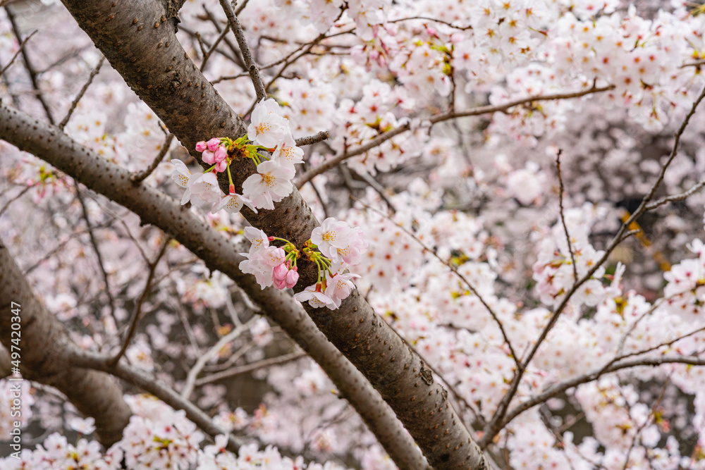 桜、満開、春、目黒川