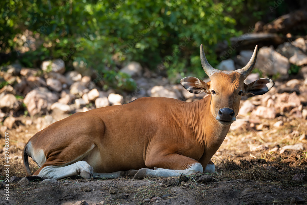 Banteng, Bos javanicus or Red Bull wild life animal in southeast Asia .sitting on the grass and looking at camera.Animal conservation and protecting ecosystems concept. Banteng, Bos javanicus or Red Bull wild life animal in southeast Asia .sitting on the grass and looking at camera.Animal conservation and protecting ecosystems concept.