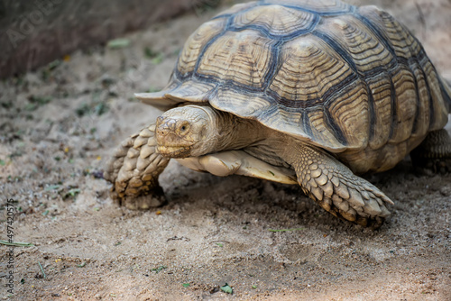 Geochelone sulcata , Sulcata tortoise, African spurred tortoise walking on the ground and looking at camera, Animal conservation and protecting ecosystems concept.