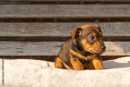 One month old brown Jack Russell puppy sitting on a wooden garden bench. Out in the sun for the first time. Animal Themes, pillow, Selective Focus, Blur