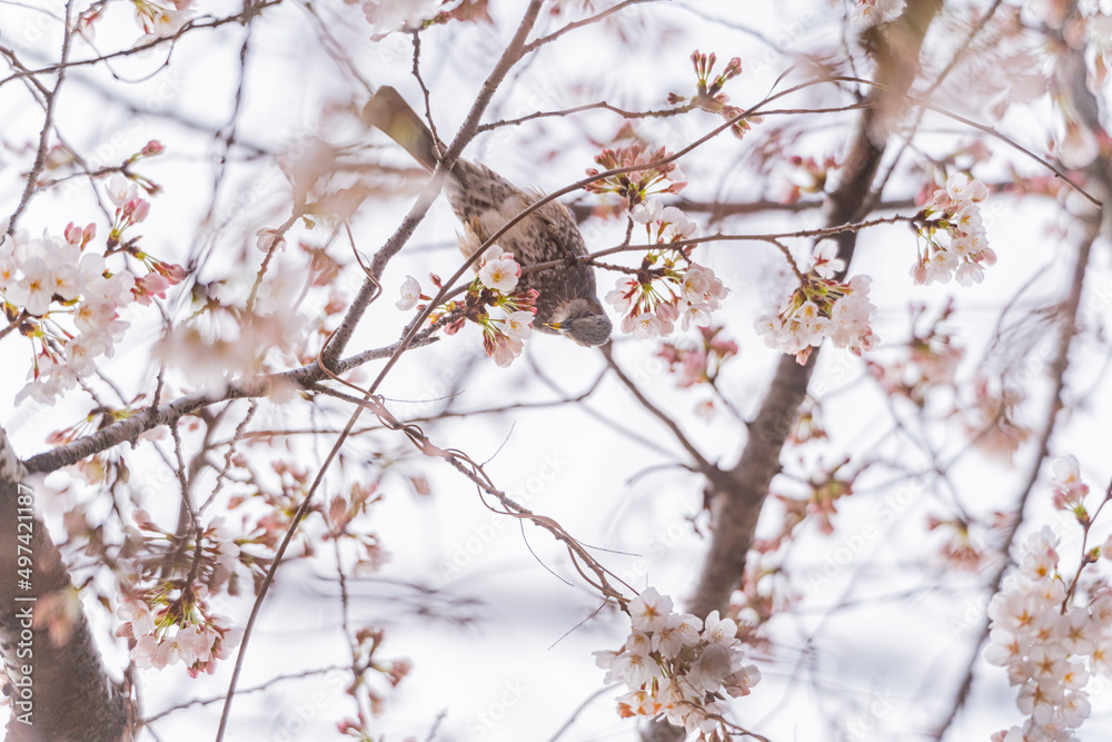 桜と野鳥、満開、春、目黒川 桜と野鳥、満開、春、目黒川
