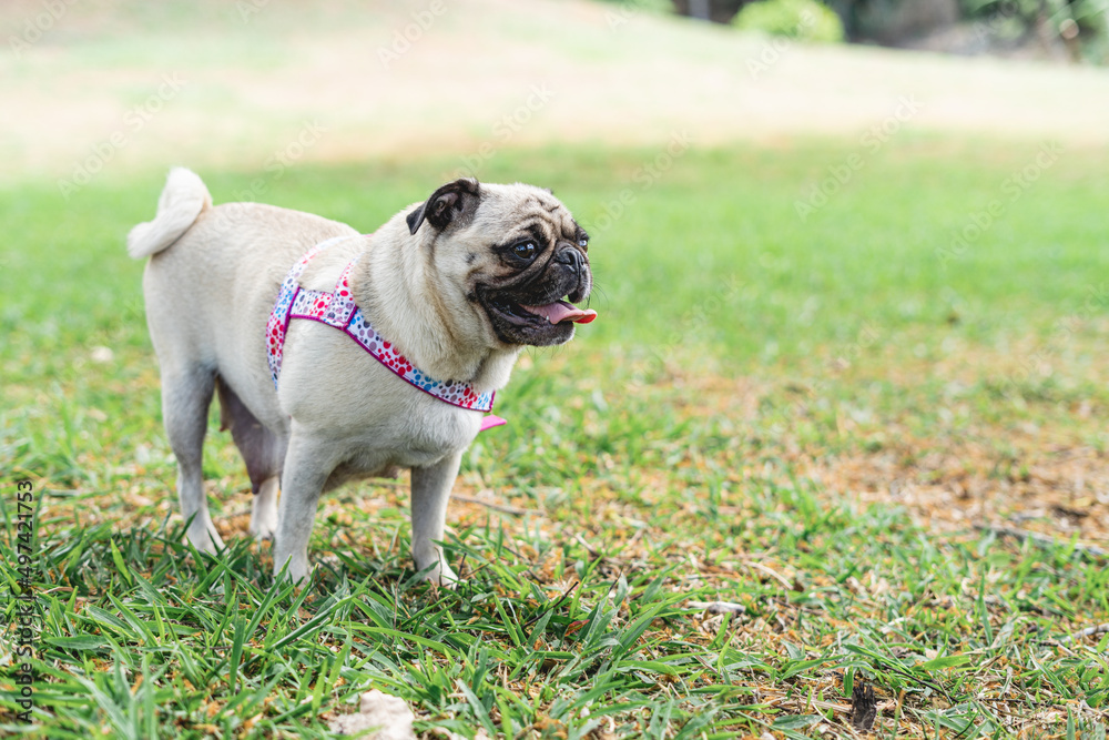 Beautiful pug mom alone outdoors 