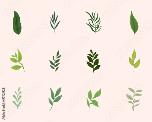 nature leaves and branches