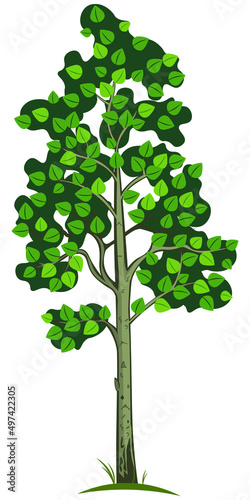 A simple illustration of a poplar tree on a white background. Vector illustration