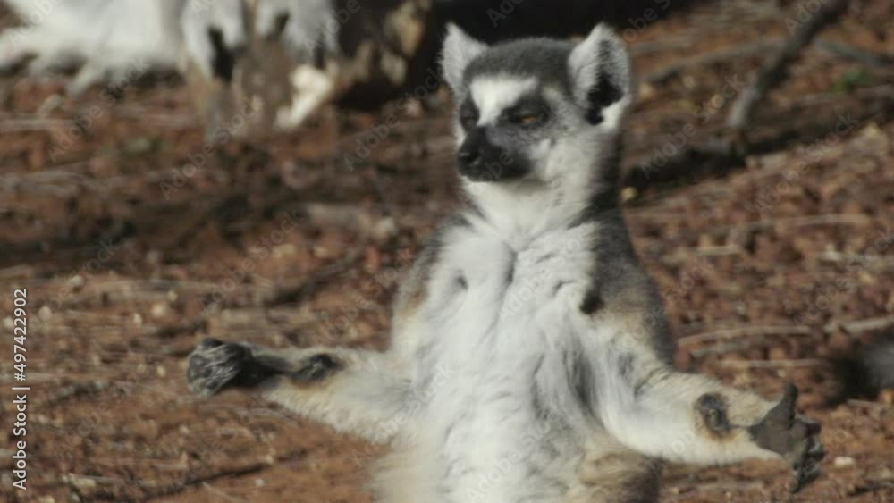 catta lemur sunbathing in morning light on sandy bottom in yoga posture cross legged and arms spread. Close-up shot catta lemur sunbathing in morning light on sandy bottom in yoga posture cross legged and arms spread. Close-up shot