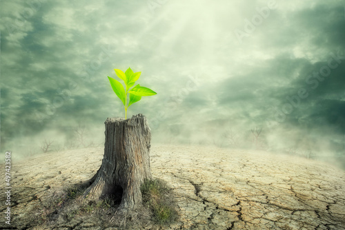 New beginning and the cycle of life concept of hope and recovery as a sapling plant growing from a dead tree as a psychology of a start or young business determination. new business or life metaphor photo