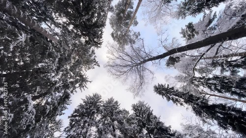 Winter forest from below to the tops, circular