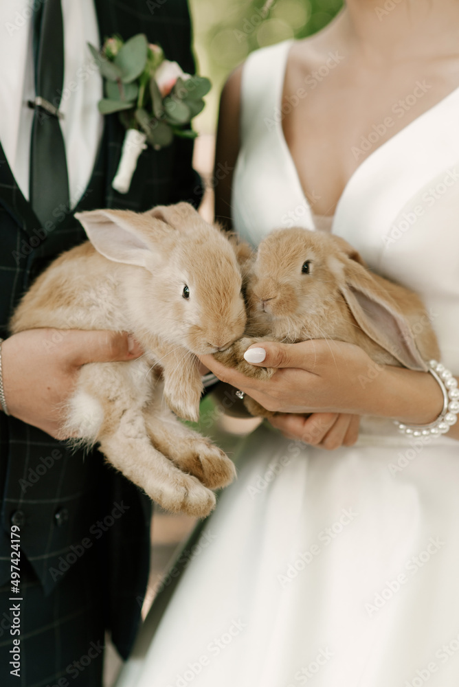 Cute little bunnies in the hands of the bride and groom