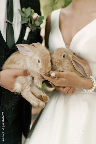 Obraz na płótnie Cute little bunnies in the hands of the bride and groom w salonie
