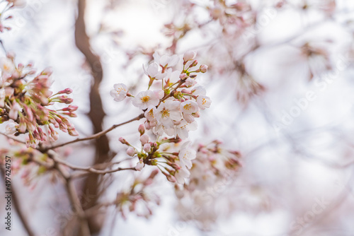 桜、春 © TAKU KASUYA