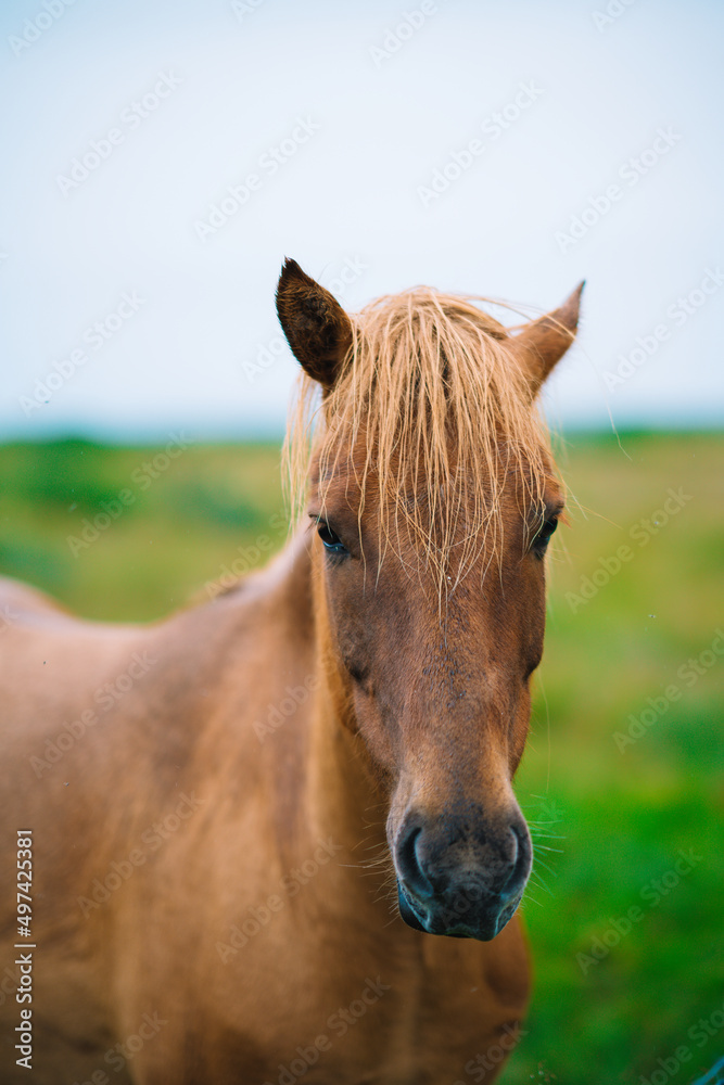 Obraz premium Icelandic horse 