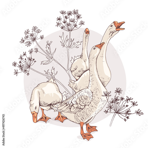 Gooses group in a Cow Parsnip. T-shirt composition, hand drawn style print. Vector illustration.
