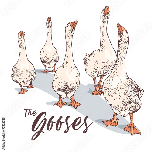 Gooses group. T-shirt composition, hand drawn style print. Vector illustration.