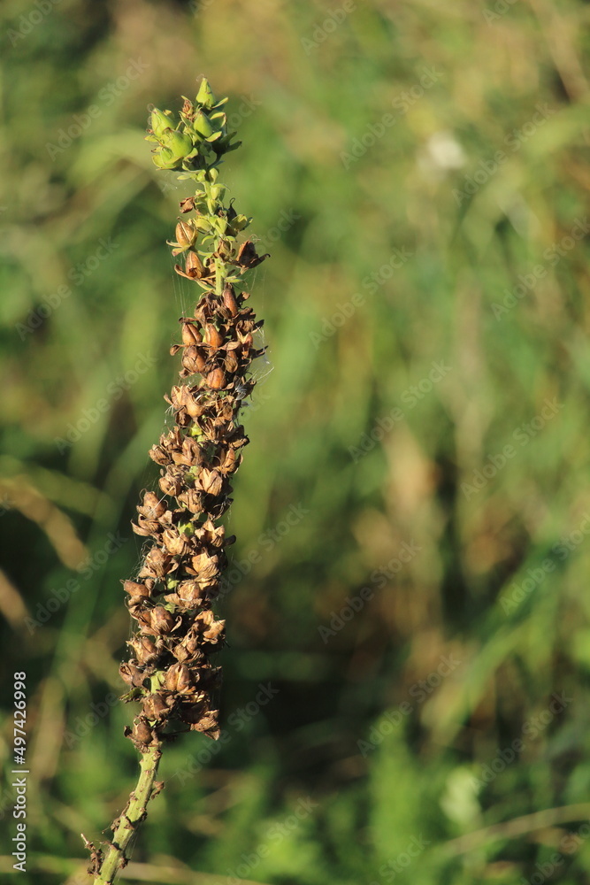 A foxglove flower at the end of the season, in early autumn, with a line of seeds drying on the stem. There is space on the right for text. A foxglove flower at the end of the season, in early autumn, with a line of seeds drying on the stem. There is space on the right for text.