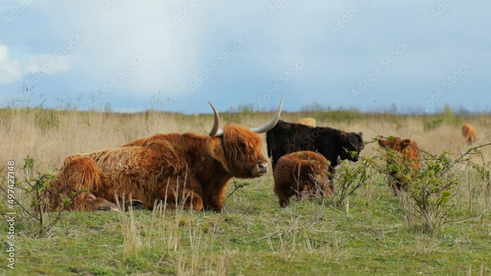 Scottish highlander in spring with cute calves in Almere, Flevoland, The Netherlands Scottish highlander in spring with cute calves in Almere, Flevoland, The Netherlands