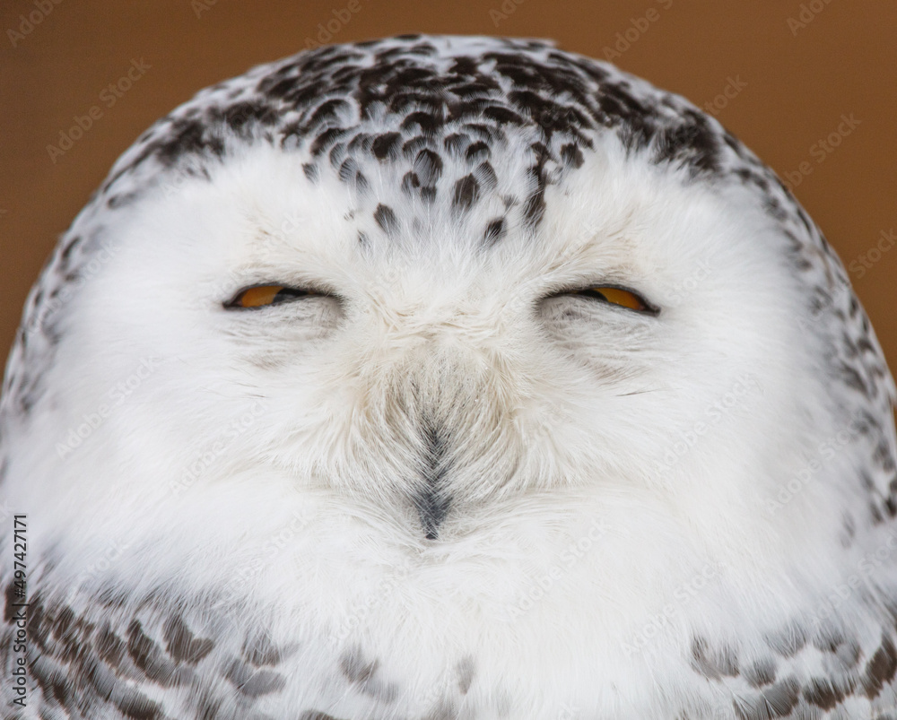 Obraz premium Portrait of a sleeping owl
