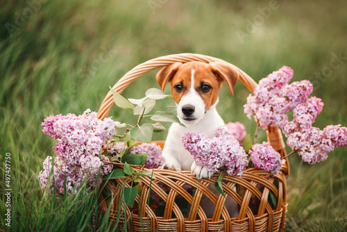 Fotografie Close-up portrait of a Jack Russell Terrier puppy sitting in a basket with lilac
