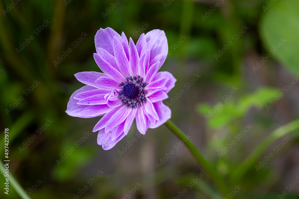 Wild plant; purple anemone flower