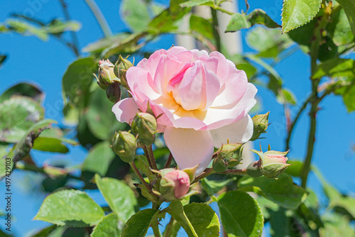 Beautiful blooming bud or inflorescence of a Rose climbing 