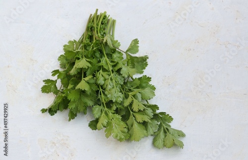 Bundle of Fresh Coriander or Cilantro Leaves Isolated on White Textured Background with Copy Space, Also Known as Dhania