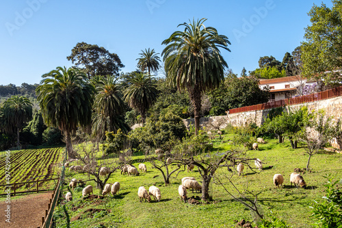 Sheeps in the Finca de Osorio Park near Teror, Gran Canaria Island, Spain photo