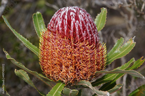 Red flower of Firewood Banksia (Banksia menziesii), Western Australia