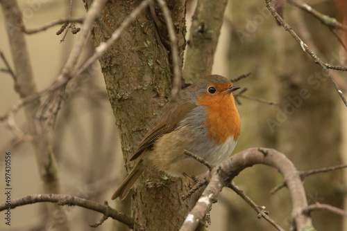 Robin redbreast, Erithacus rubecula, perched on winter branch