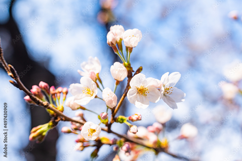 桜、春、目黒川 桜、春、目黒川