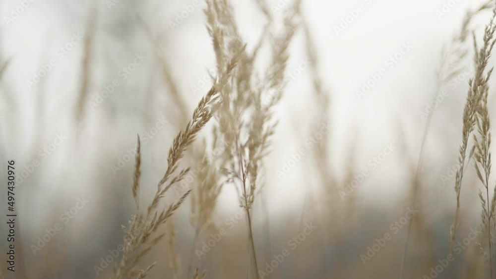 Dry Grass In The Sun Close Up Shot In Slow Motion Dry Grass In The Sun Close Up Shot In Slow Motion