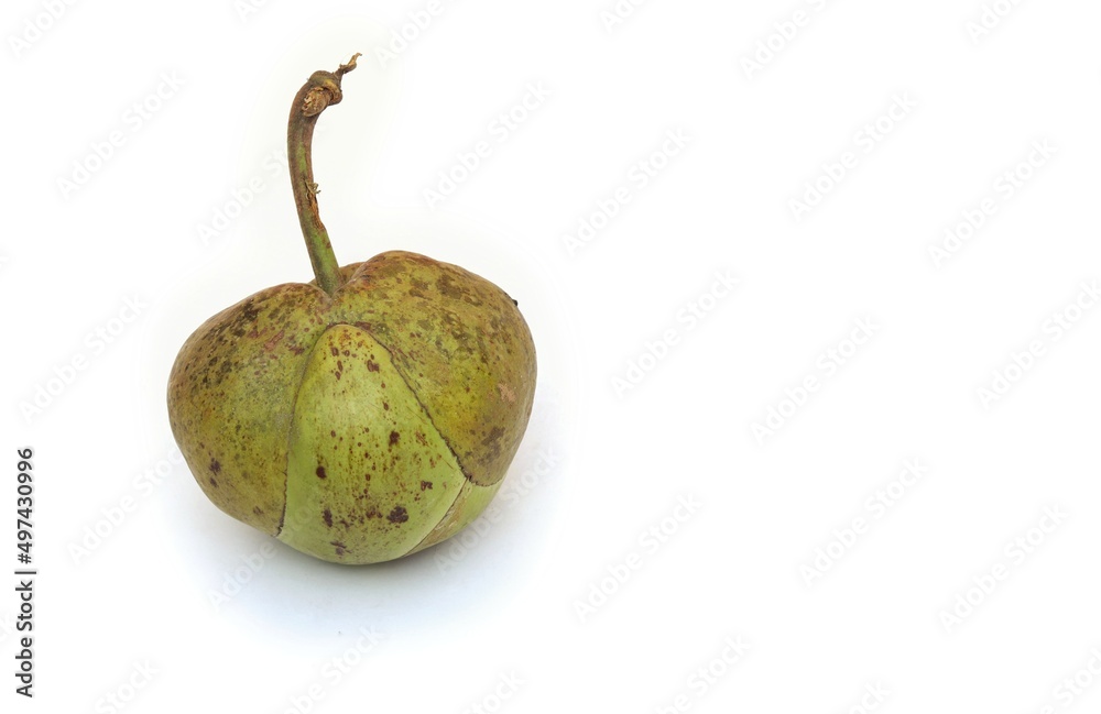 Chalta or Dillenia Indica Fruit Isolated on White Background with Copy Space for Texts Writing in Horizontal Orientation, Also Known as Elephant Apple Chalta or Dillenia Indica Fruit Isolated on White Background with Copy Space for Texts Writing in Horizontal Orientation, Also Known as Elephant Apple