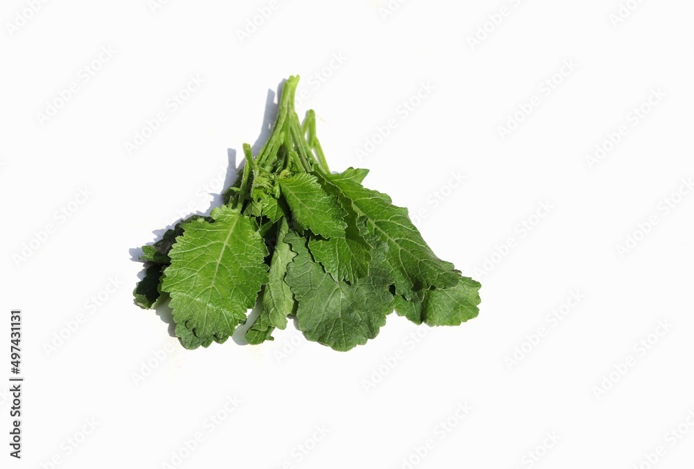 Green and Fresh Mustard Leaves Isolated on White Background with Copy Space Green and Fresh Mustard Leaves Isolated on White Background with Copy Space