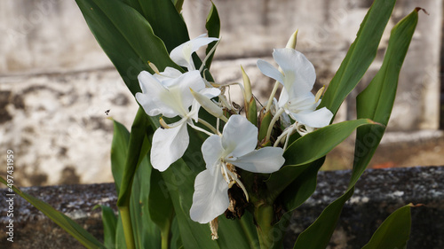 White Ginger Lily Flower in blur background