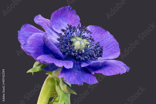 macro of a single isolated blue anemone blossom on dark gray background