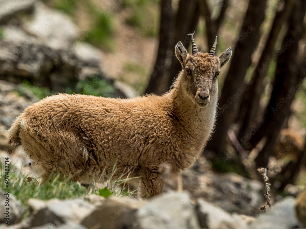 Fototapeta premium Young ibex on a rock face in the South Vercors, France