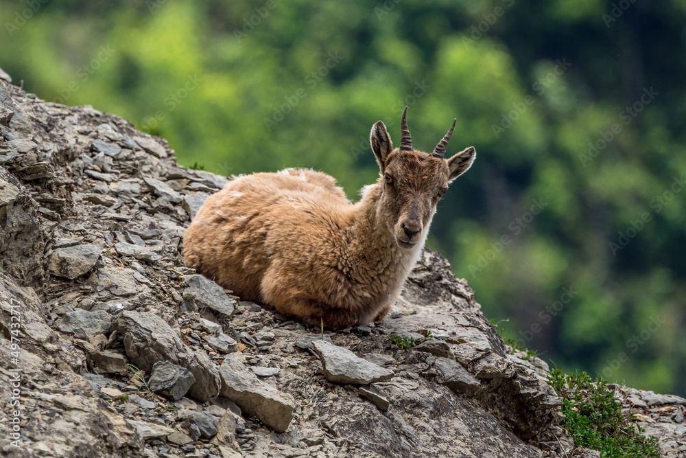 Obraz premium Young ibex on a rock face in the South Vercors, France