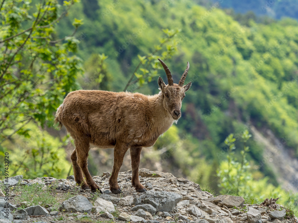 Young ibex on a rock face in the South Vercors, France